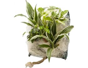 Poche recharge plantes vivantes pour cadre végétal Wallflower 31 x 31 cm (Kyoto)