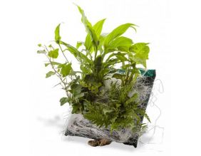 Poche recharge plantes vivantes pour cadre végétal Wallflower 31 x 31 cm (Miami)