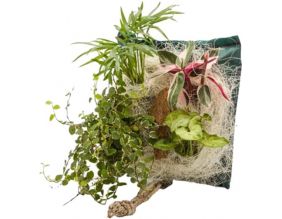 Poche recharge plantes vivantes pour cadre végétal Wallflower 31 x 31 cm (Palma)