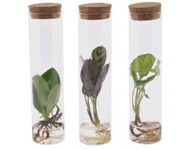 Set de 3 tubes avec plantes aquatiques