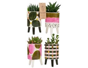 Succulentes pot en céramque 9 cm Elma (Lot de 4)