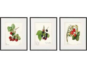 Tableau décoratif Fruits 20 x 25 cm (Lot de 3)