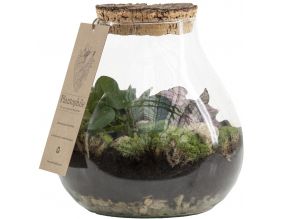 Terrarium DIY 2 plantes Marseille
