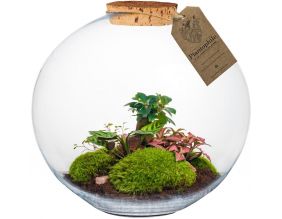 Terrarium DIY 4 plantes  Paris