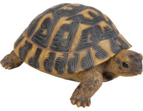 Tortue Hermann en résine (17 cm)