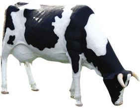 Vache tachetée tête basse en résine 210 cm