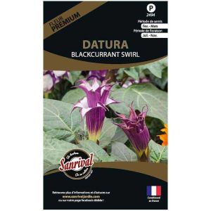 Graines de fleurs premium Datura Candida blackcurrant Swirl