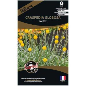 Graines de fleurs premium craspedia globosa jaune