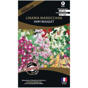 Graines de fleurs premium linaria fairy bouquet