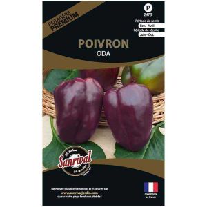 Graines potagères premium poivron (Oda violet allongé)