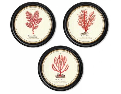 Assortiment de 3 cadres Corail