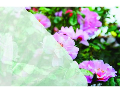 Bâche de protection respirante pour plantes