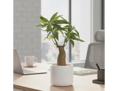 Bonsai pachira pot en céramique 33 cm