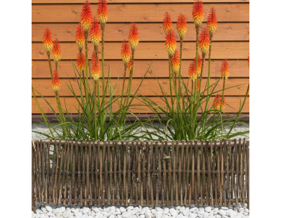 Bordure en noisetier