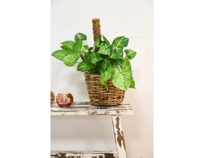 Cache-pots assortis en rotin (Lot de 3)