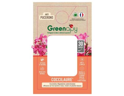 Coccilaure anti-pucerons des lauriers roses et plantes basses (30 larves)