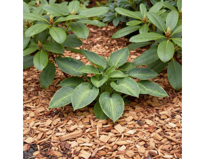 Copeaux de pin naturel 10/40 (50 litres)