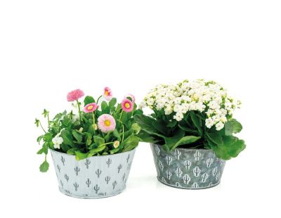 Corbeille cactus métal patiné (Lot de 2)