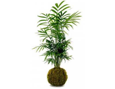 Décoration végétale Kokedama Chamadorea