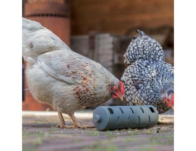 Distributeur roulant à friandises  en plastique recyclé pour poules