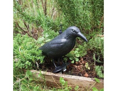 Epouvantail corbeau pour éloigner les pigeons