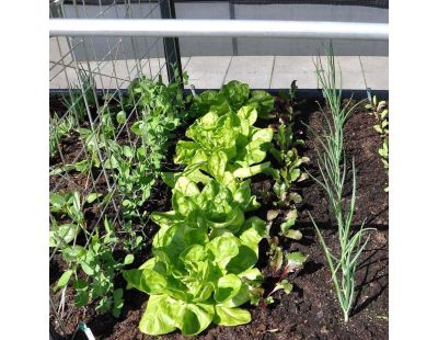 Extension de potager GrowCamp 50cm 650 Litres