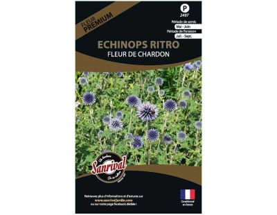 Graines de fleurs premium Echinops ritro fleurchardon bleutée et ronde