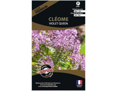 Graines de fleurs premium cléome Spinosa violet Queen