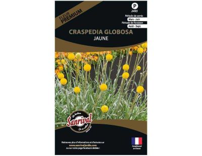 Graines de fleurs premium craspedia globosa jaune