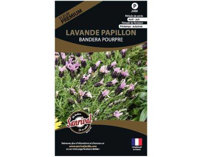 Graines de fleurs premium lavande papillon stoecka