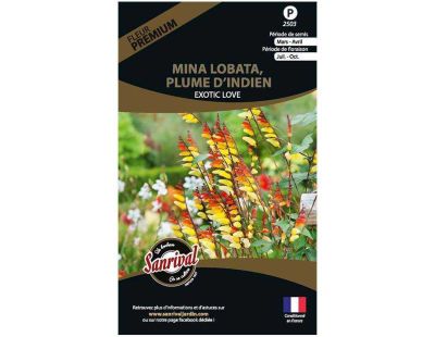 Graines de fleurs premium mina lobata plume d’indien scarlet yellow