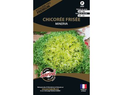 Graines potagères premium chicorée frisée Minerva
