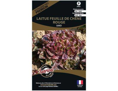 Graines potagères premium laitue (Feuille de chêne rouge Saxo)