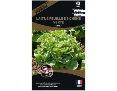 Graines potagères premium laitue (Feuille de chêne verte Kyrio)