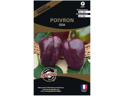 Graines potagères premium poivron (Oda violet allongé)