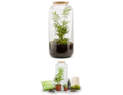 Kit terrarium plantes Bonbonne (L (23 x 51 cm))