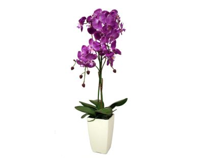 Orchidée fuchsia en pot blanc (Fuchsia)