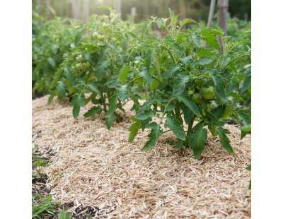 Paillis de miscanthus 5kg (Lot de 10)