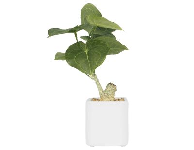 Plante artificielle pot carré blanc mat 26 cm