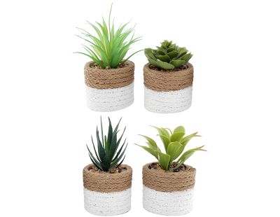 Plante succulente en pot bicolore 8 x 15 cm (Lot de 4)