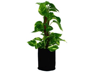 Pot de plantation textile 1.5 litres (Lot de 5)
