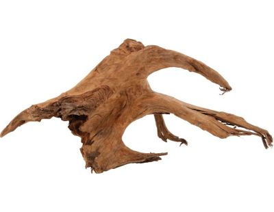 Racine naturelle Mangrove (40/60 cm)