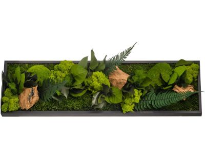 Tableau végétal stabilisé canopé Panoramic (70 x 20 cm)