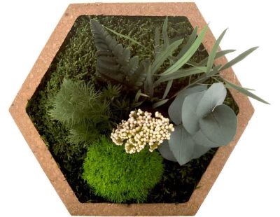 Tableau végétal stabilisé nature Hexagonale