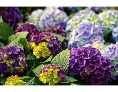 Terre de bruyère bio pour plantes acidophiles (40 litres)