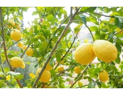 Terreau bio pour agrumes et plantes méditerranéennes 40 L (40 litres)