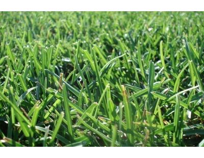 Terreau création et entretien pelouse avec mycorhizes 40 litres