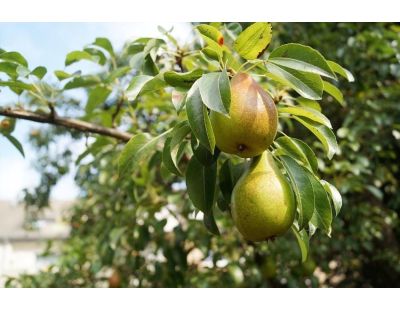 Terreau lombricompost régénérant (Lot de 5)