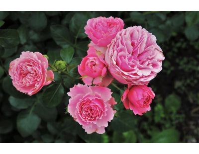 Secret Plantations terreau bio pour toutes les plantes (40 litres)