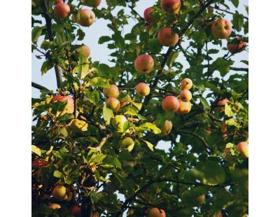 Terreau universel et potager pleine terre ou bac 40 litres